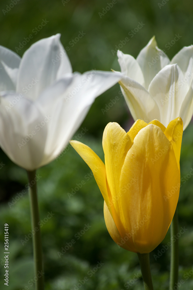 Obraz premium WHITE AND YELLOW TULIPS IN BLOOM