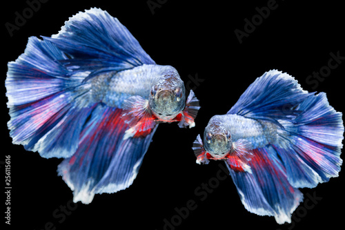 siamese fighting fish isolated on black