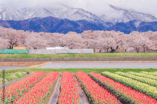 Tulips and cherry blossom trees or sakura with the Japanese Alps mountain range in the background , the town of Asahi in Toyama Prefecture Japan.