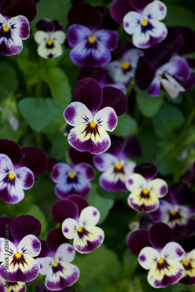 PURPLE AND YELLOW PANSIES PURPLE AND YELLOW PANSIES