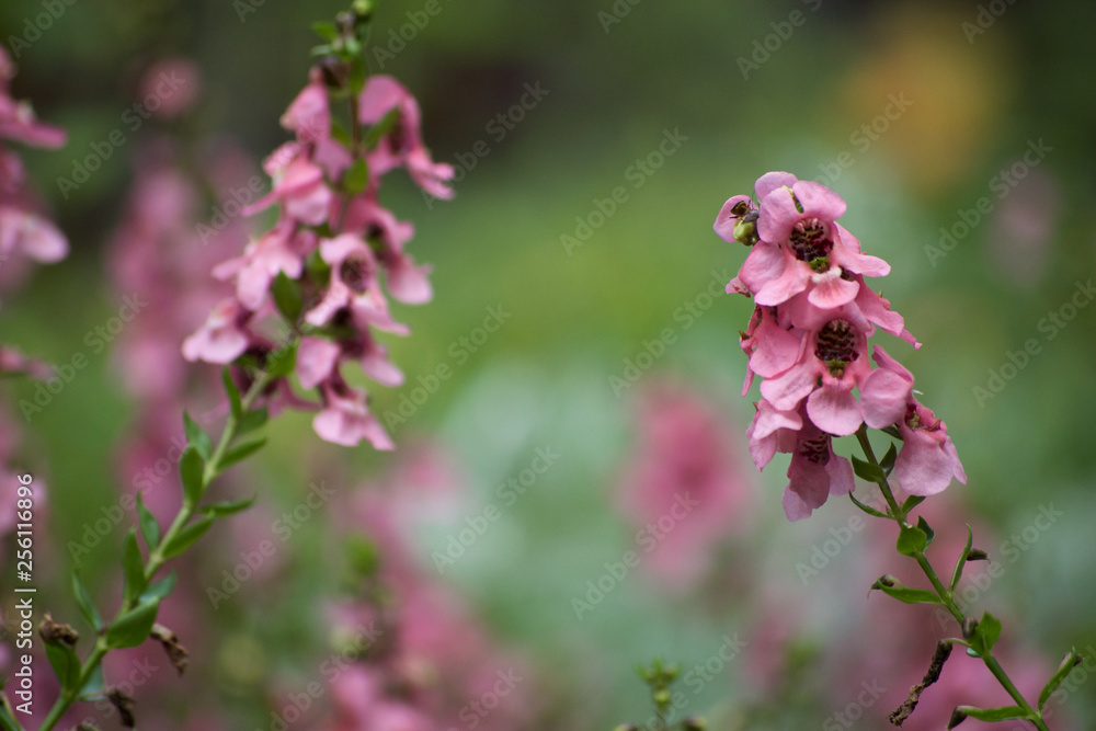 pink snapdragons blooming in a spring garden pink snapdragons blooming in a spring garden