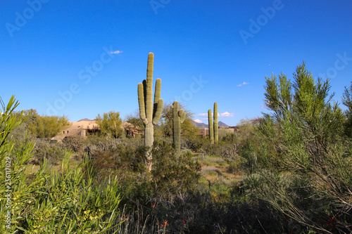 North Scottsdale desert homes with mountain views and saguaros