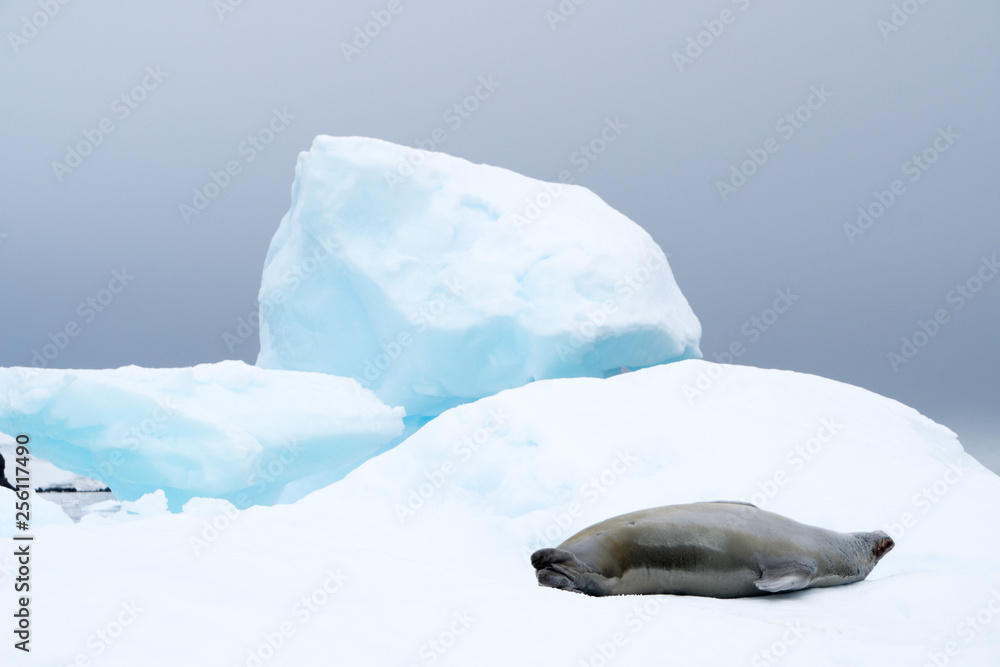 Fototapeta premium Seal on Ice