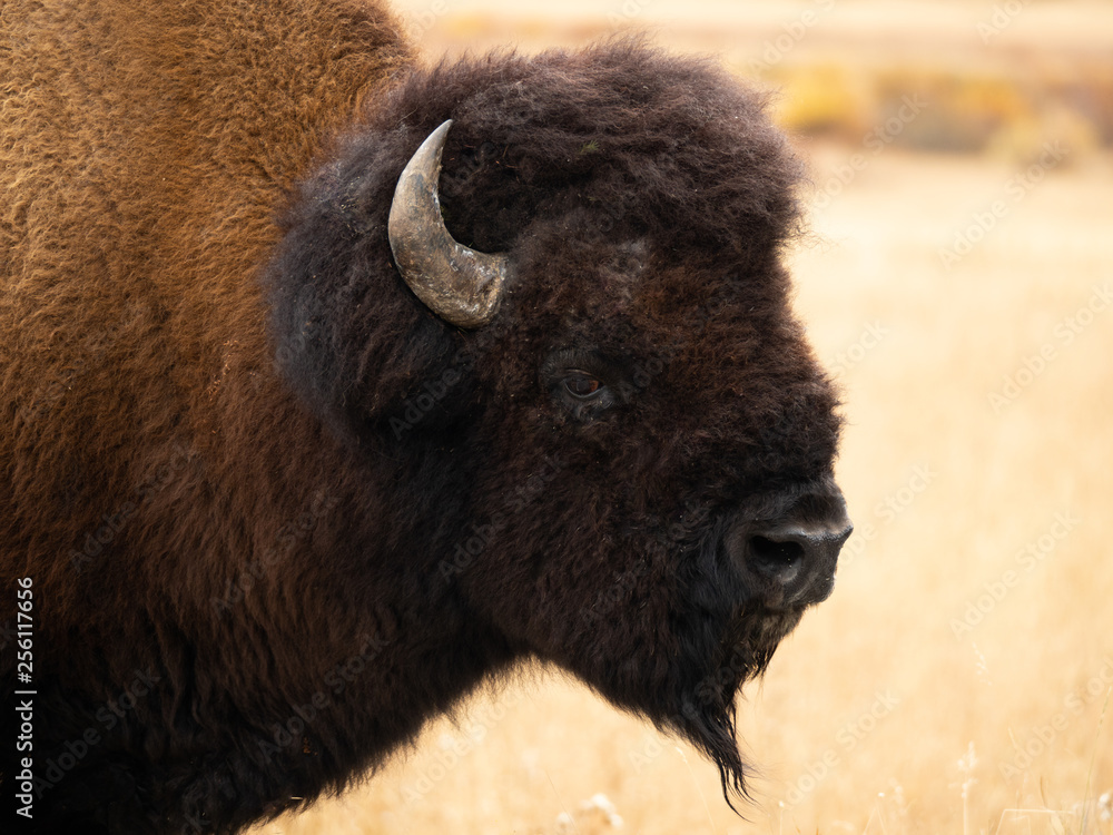 Close Up of the Head and Neck of a Bull Bison Turning to Look at the Camera