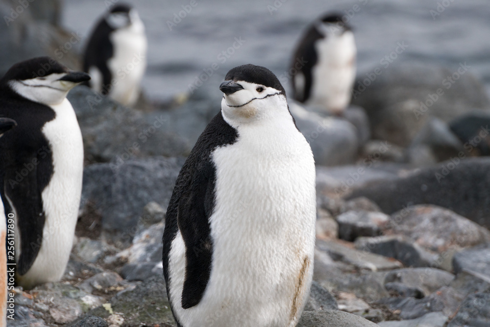 Obraz premium Chinstrap Penguin