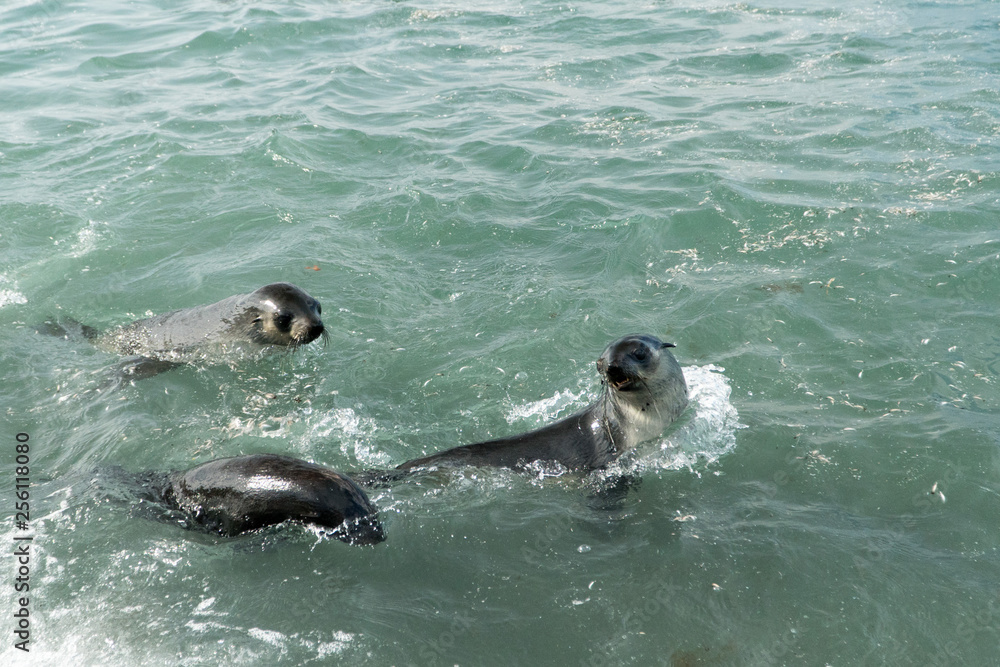 Naklejka premium Fur Seals Playing