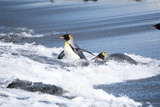 King Penguins in the waves