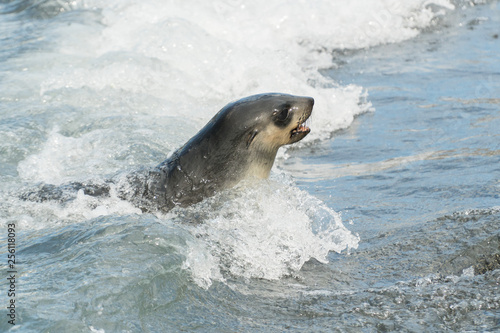 Seal through the wave