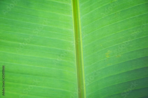 green banana leaf