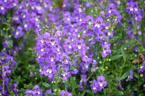 PURPLE FLORA