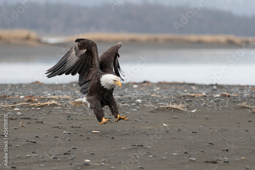 Bald Eagle Landingf on a sand bar in Alaska