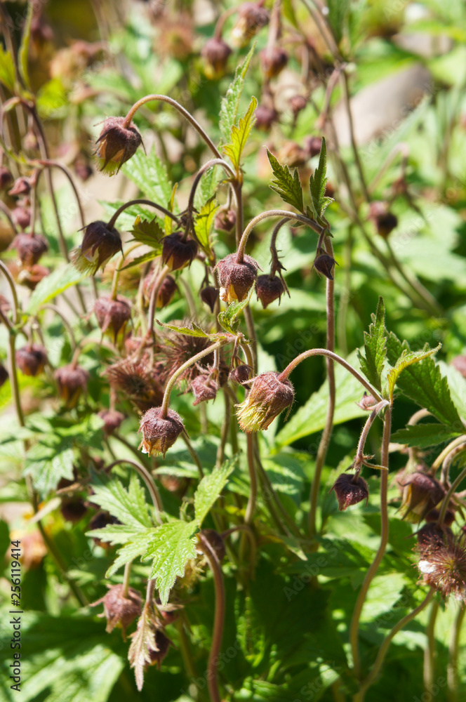 Geum rivale water avens plant Geum rivale water avens plant