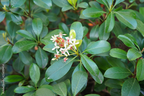 Rhaphiolepis indica umbellata blossom plant background photo