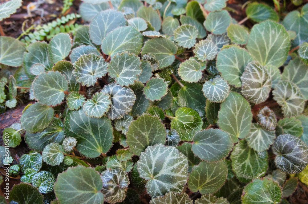 Saxifraga stolonifera maroon beauty green plant Saxifraga stolonifera maroon beauty green plant