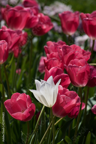 WHITE IN A SEA OF PINK TULIPS