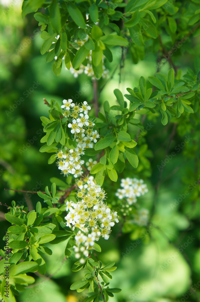 Spiraea hypericifolia spirea green plant with white flowers Spiraea hypericifolia spirea green plant with white flowers