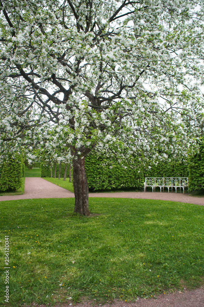 Obraz premium Blossoming white apple tree in garden landscape vertical