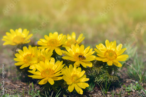 Adonis vernalis  known variously as pheasant s eye  spring pheasant s eye  yellow pheasant s eye and false hellebore  is a perennial flowering plant in steppe.