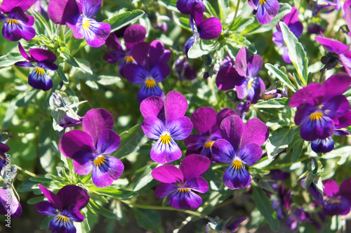 Viola pansy purple flowers