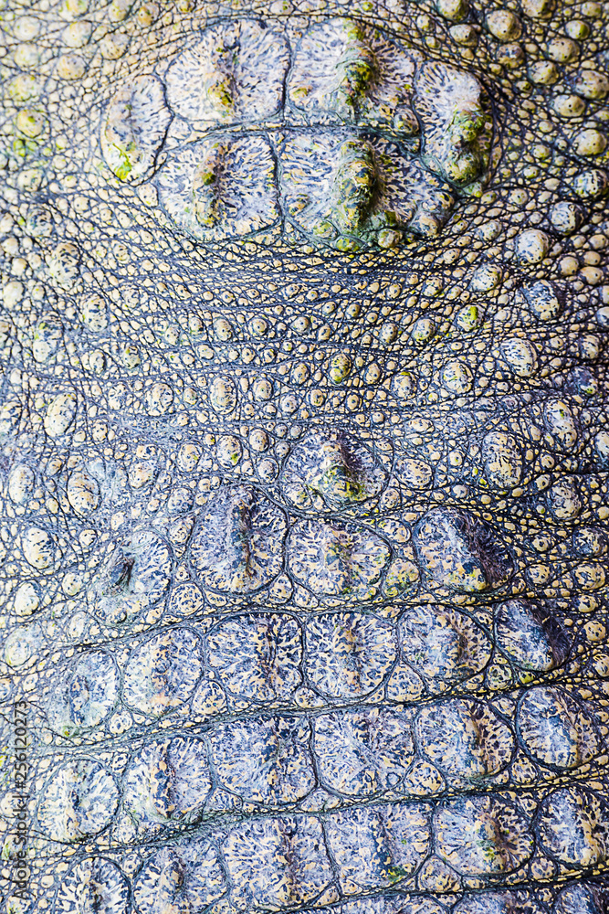 crocodile leather texture crocodile leather texture
