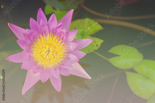 Pink lotus flower blooming