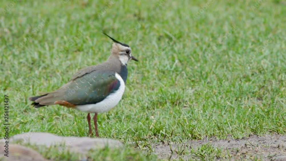 Lapwing catching earthworms on a grassy field during heavy rain in the North Pennines County Durham. Lapwing catching earthworms on a grassy field during heavy rain in the North Pennines County Durham.