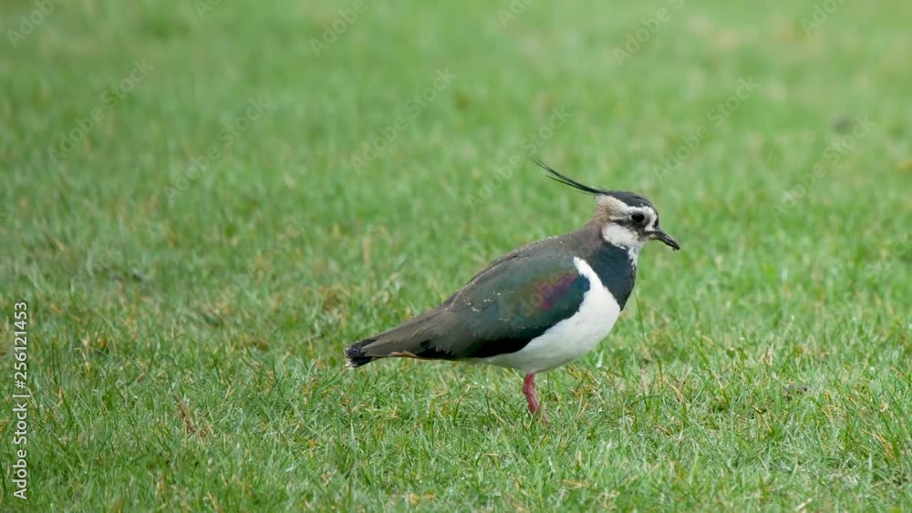 Lapwing on farmland pasture in the early springtime looking for earthworms on the surface of the ground and showing it's foot trembling behaviour. Lapwing on farmland pasture in the early springtime looking for earthworms on the surface of the ground and showing it's foot trembling behaviour.