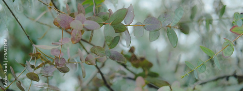 Eucaliptus globulus tree foliage outdoors. Round and long leaves on branches. photo