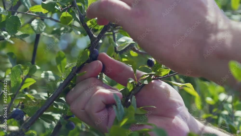 This is a farmer picking berries in the English Countryside in Summer This is a farmer picking berries in the English Countryside in Summer