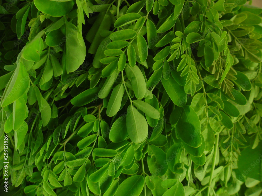 THESE ARE MORINGA LEAVES THESE ARE MORINGA LEAVES