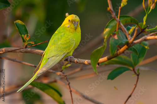 Yellow shell parakeet perching on a perch