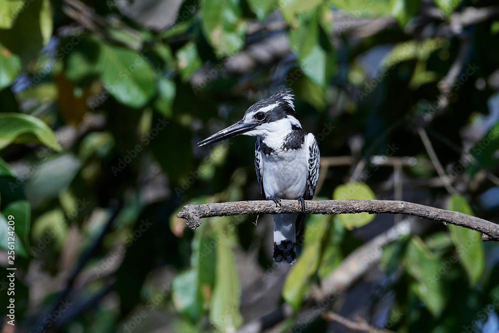 Obraz premium Pied kingfisher (Ceryle rudis)