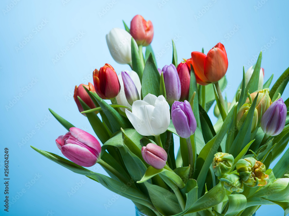 Obraz premium Bunch of colorful tulips on a pastel isolated background.