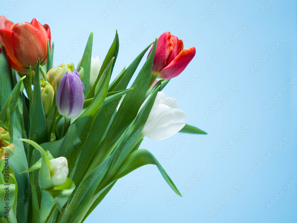 Obraz premium Bunch of colorful tulips on a pastel isolated background.