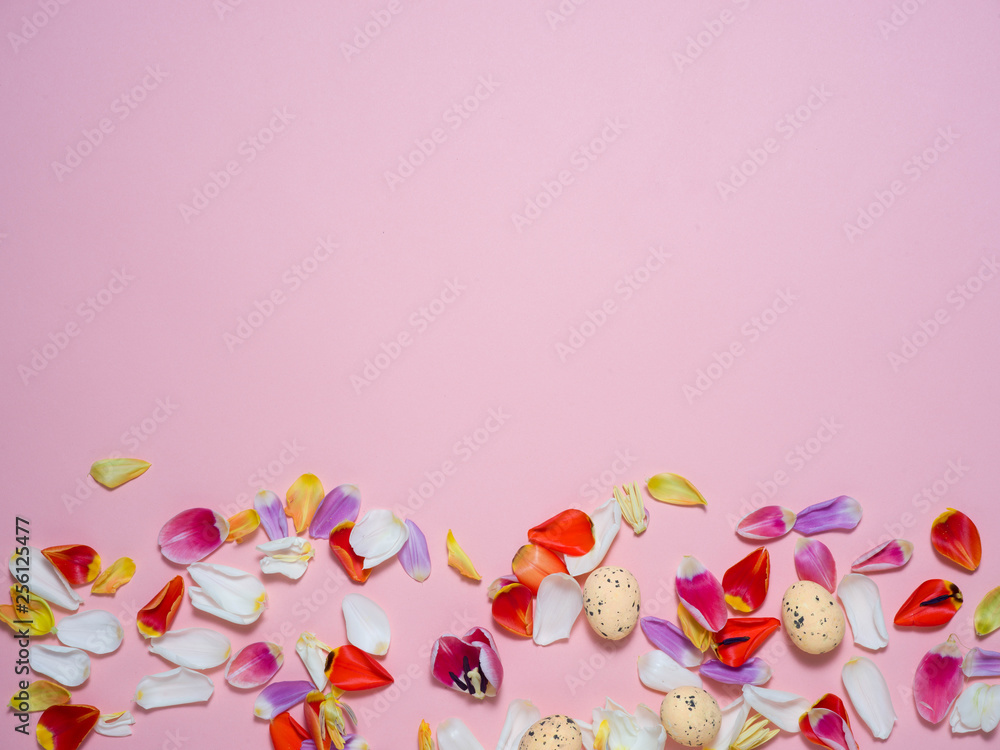 Tulip petals on a pink background, Easter