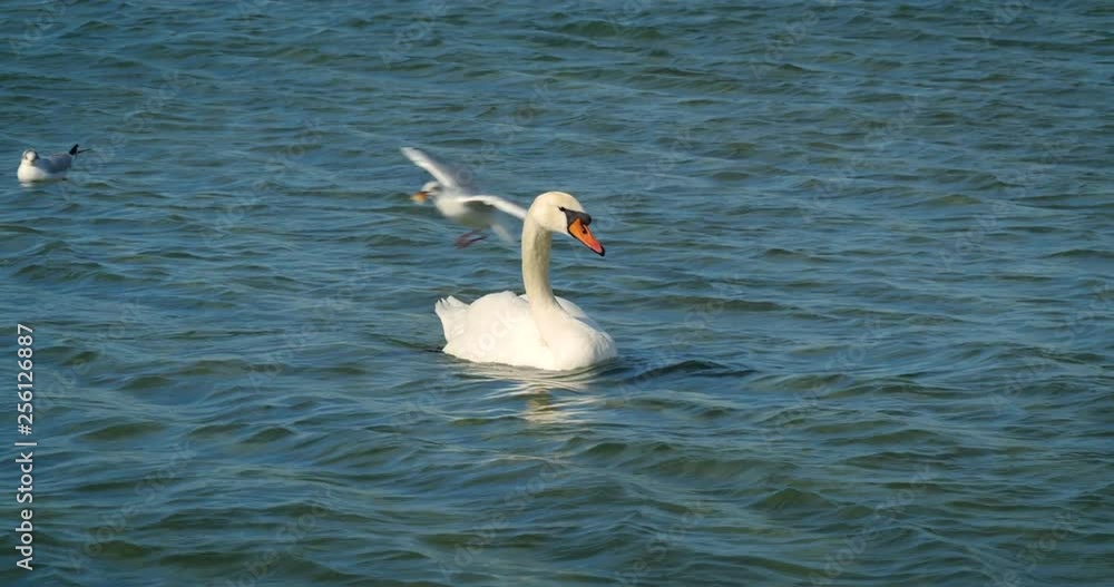 Beautiful white swans swim in the sea. Beautiful white swans swim in the sea.