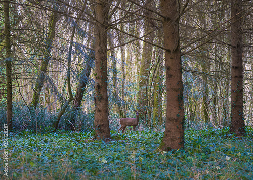 Beautiful landscape: youg deer in the spring forest on sunset photo