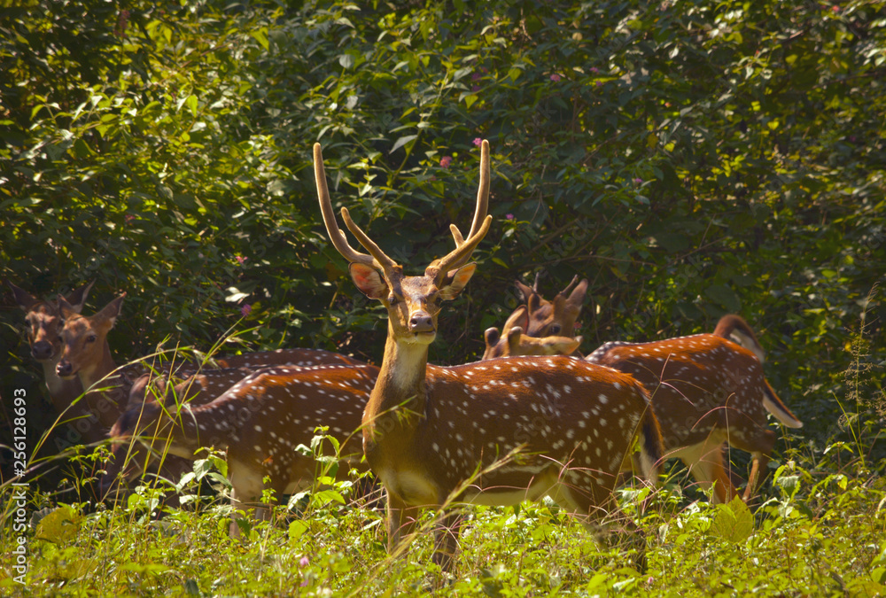 Herd Of Spotted Deer In The Green Wild Forest Herd Of Spotted Deer In The Green Wild Forest