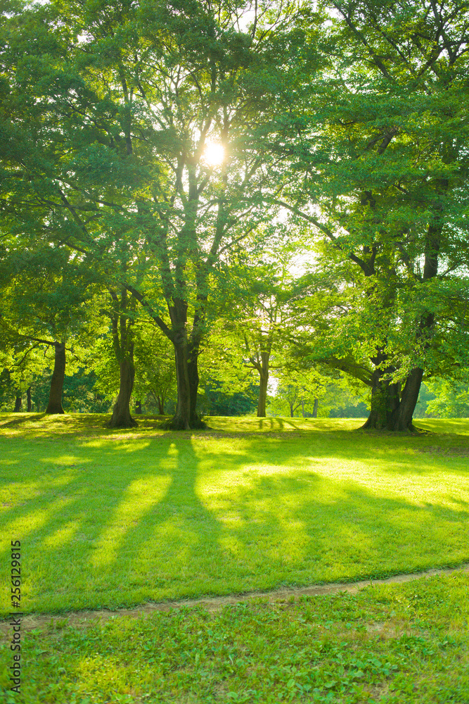 Naklejka premium garden sunlight in the morning