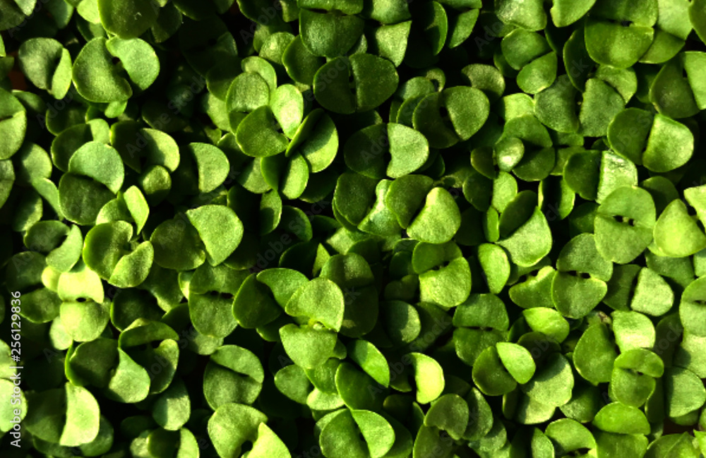 Fototapeta premium Background foto with leaves