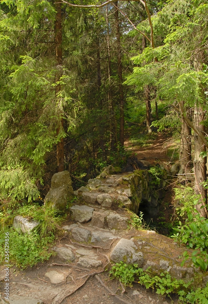Forest path Forest path