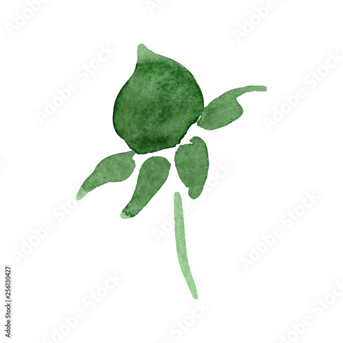 Aster green bud floral botanical flower. Watercolor background illustration set. Isolated aster illustration element.