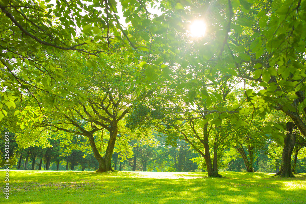 sunshine garden in the morning