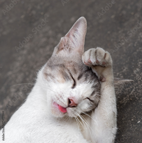 Close up Cute Moment of Cat Stick Out Its Tongue, Selective Focus
