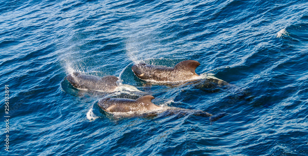 Fototapeta premium Long-Finned Pilot Whales in the Southern Atlantic Ocean