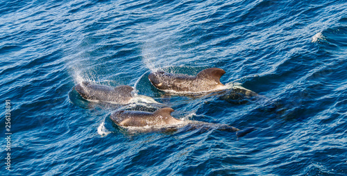 Long-Finned Pilot Whales in the Southern Atlantic Ocean photo