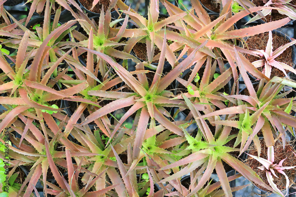 Baby tillandsia stricta in the garden. Top view. Baby tillandsia stricta in the garden. Top view.