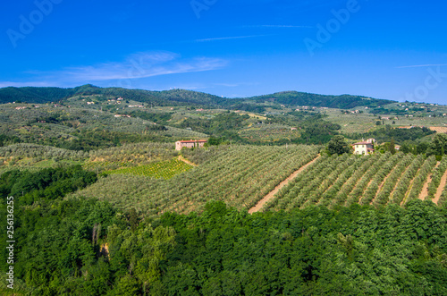 Tuscan countryside with vineyards  olive trees  woods  farms and town