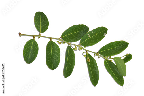Green leaves on branch isolated on white background. with clipping path.