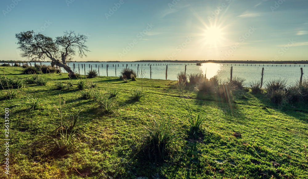 Old Cork oak tree (Quercus suber) on the shores of the lake with morning sun light an horizon and sun in background